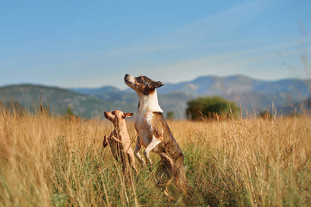 Two playful dogs leap in a golden grassy field with mountains in the background. The clear blue sky and natural sunlight enhance the lively outdoor scene.