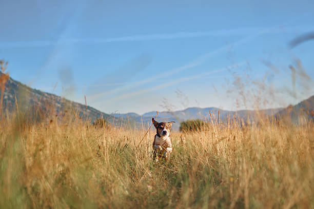 A curious dog stands alert in a golden grassy field with rugged mountains in the background. The soft sunlight and open sky add depth to the tranquil scene.
