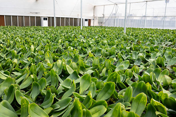 Phalaenopsis orchid seedlings grown in the flower garden