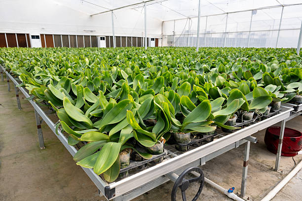 Phalaenopsis orchid seedlings grown in the flower garden