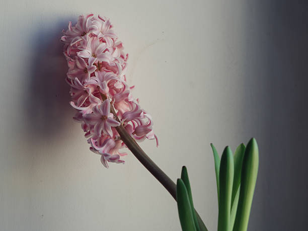 A pastel pink hyacinth in full bloom leans against a white wall, its fragile stem forming a delicate diagonal across the frame—from the blossom on the left to its slender leaves in the bottom right. Soft, diffused light enhances the subtle color variations, while the distinct shadow adds depth, emphasizing the flower’s quiet elegance and ephemeral beauty.