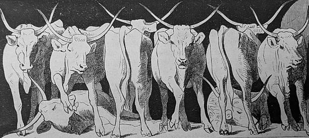 Illustration from 19th century.