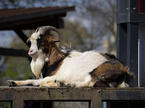 istock Goat lying in Cologne Zoo 2207622097