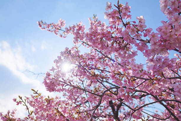 istock Cherry blossom petals shining beautifully in the sunlight 2207625003