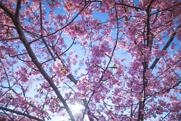 istock Cherry blossom petals shining beautifully in the sunlight 2207625060