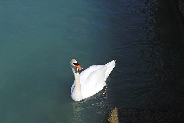 The photo captures a majestic white swan calmly floating on the water surface. Its graceful pose and the soft curve of its neck emphasise its natural grace. The deep turquoise hue of the water creates a beautiful contrast with the snow-white feathers of the bird. Light and shadow play on the surface of the water, adding to the picturesqueness of the shot. This shot conveys an atmosphere of peace, natural harmony and elegance.
