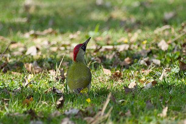 istock European green woodpecker 2207625268
