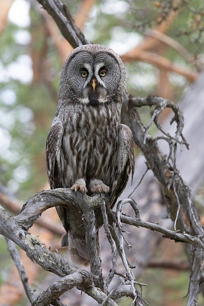 istock Great gray owl sitting on a tree branch close up 2207626186