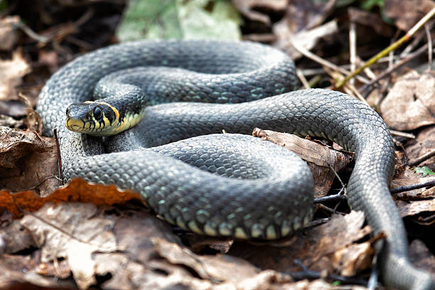 istock Grass snake lies on old foliage. Close up 2207626200