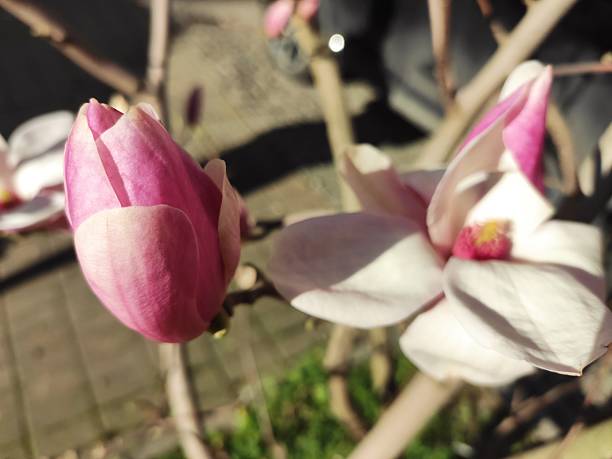 istock Spring magnolia flower photo background 2207627628