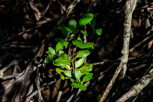 istock mangrove forest at Pran Buri Forest Park, Prachuap Khiri Khan, Thailand. 2207629274