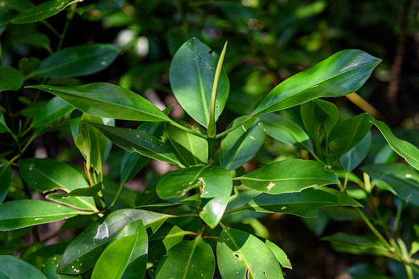 istock mangrove forest at Pran Buri Forest Park, Prachuap Khiri Khan, Thailand. 2207629344