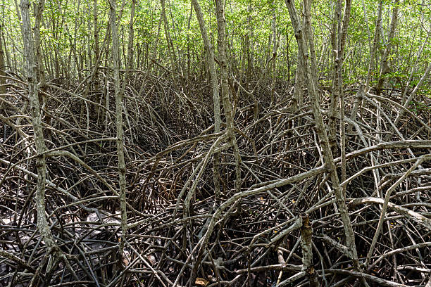mangrove forest at Pran Buri Forest Park, Prachuap Khiri Khan, Thailand.