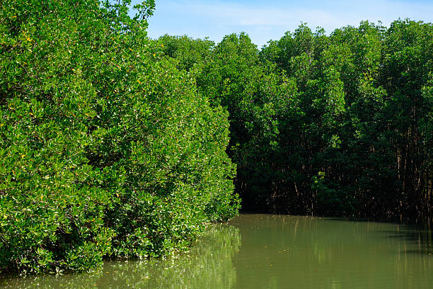 istock mangrove forest at Pran Buri Forest Park, Prachuap Khiri Khan, Thailand. 2207629423