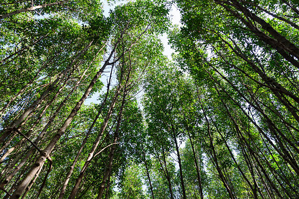 istock mangrove forest at Pran Buri Forest Park, Prachuap Khiri Khan, Thailand. 2207629483