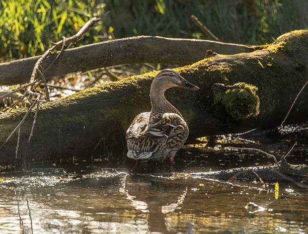 Female mallard duck in a wild pond