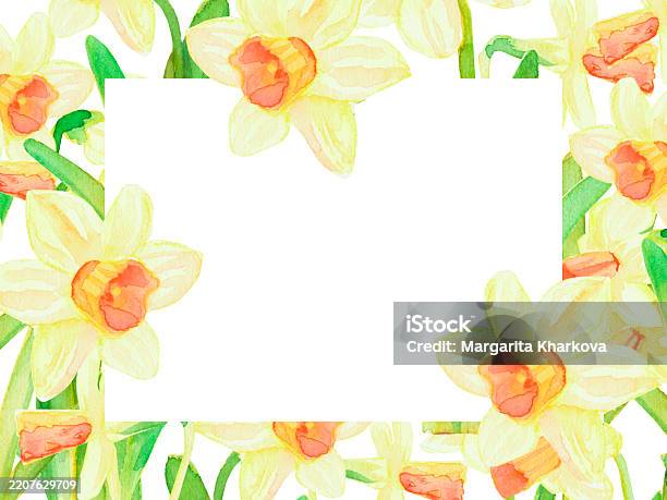 Spring Background With Yellow Daffodils Postcard Banner For Easter ...