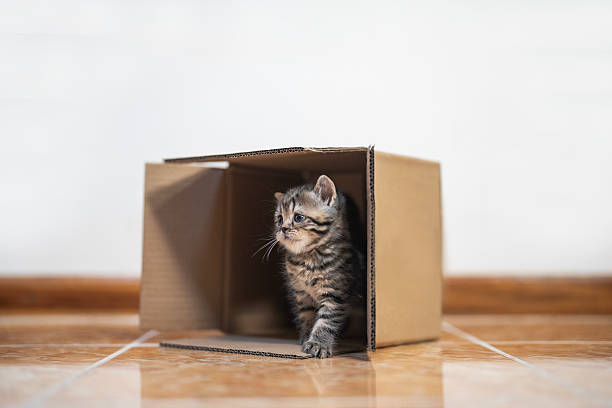 istock Mackerel tabby fluffy little cat or kitten play with box with surprise and curious emotion. 2207630864