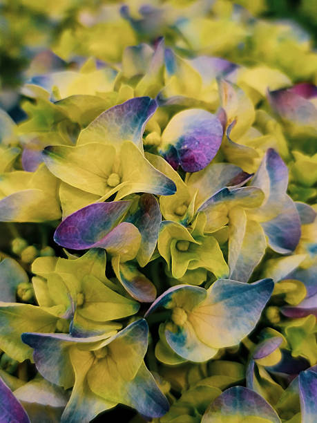 istock Beautiful yellow violet flowers 2207631213