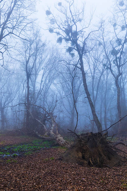 istock Morning fog in the spring forest 2207632418