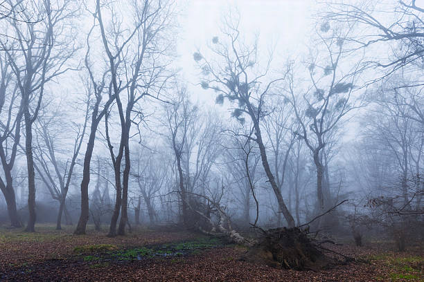 istock Morning fog in the spring forest 2207632454