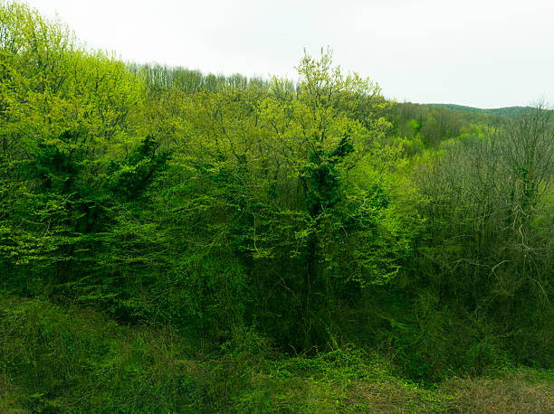 Top view of a young green forest in spring or summer