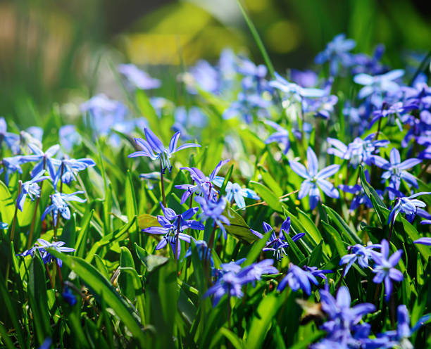 istock Blue flowers Scilla, blue snowdrop, defocused 2207633361