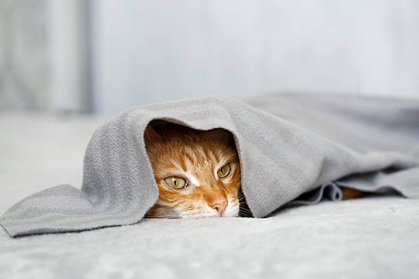 istock Ginger cat lies on the bed under the covers. Shallow focus. 2207633466
