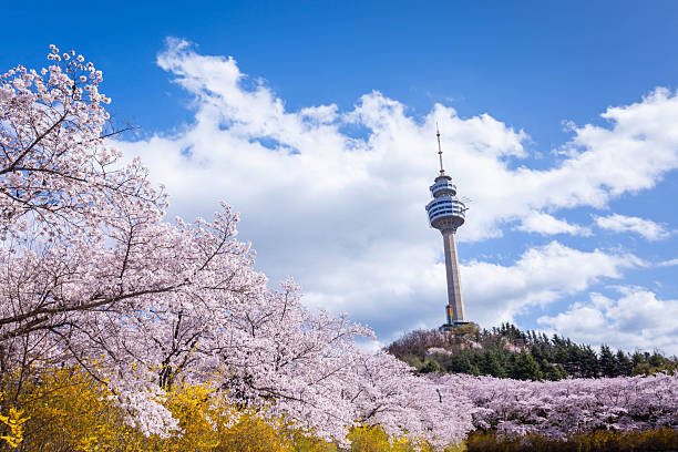 istock Cherry blossoms blooming in spring at E-World 83 Tower a popular tourist destination. in Daegu,South Korea. 2207633530