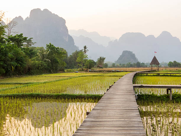 istock Vieng Tara Villa Rice Fields, Vang Vieng, Laos 2207636365