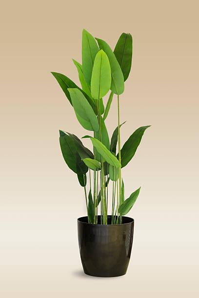 istock Decorative tropical leafy plant in pots on beige background 2207637727