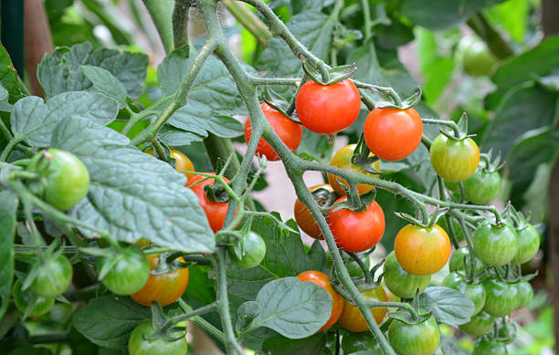 istock Cherry Tomatoes Ripening on the Vine close up 2207639396