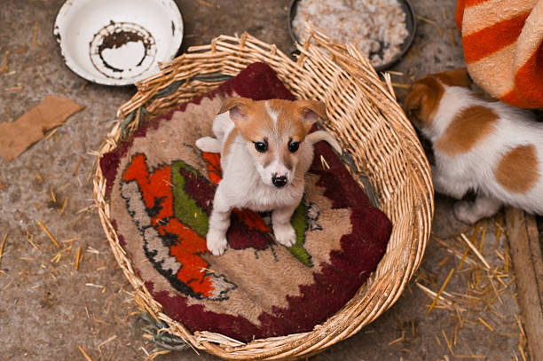 Three cute fluffy dogs sitting in a dog stroller, the one up front is looking at camera