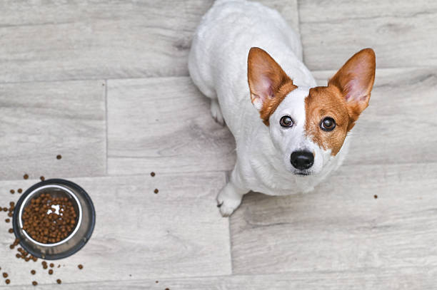istock The Jack Russell Terrier looks up. Looks at the camera 2207640017
