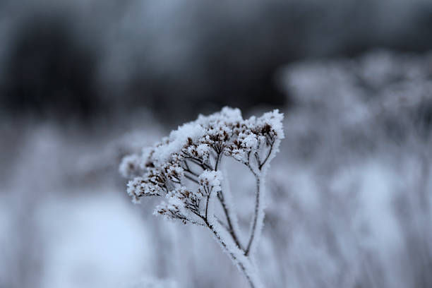 Frost on cow parsley seed head.