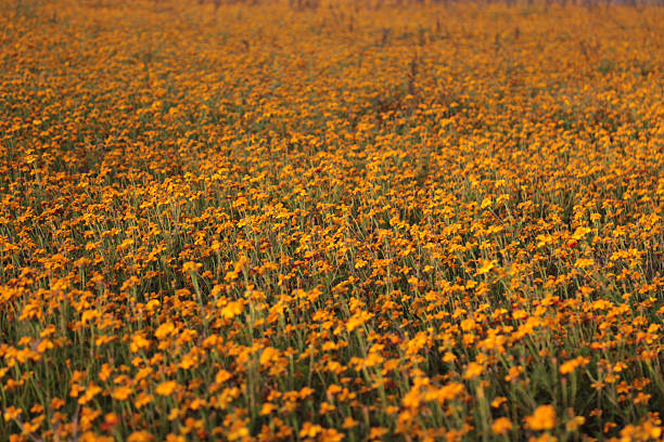 Field with orange blooming flowers in northern Germany