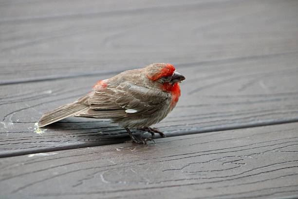 istock Male House Finch 2207644177