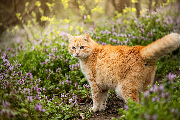 Cute young tabby cat playing in a garden