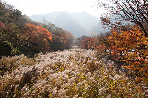 silver grasses in the valley