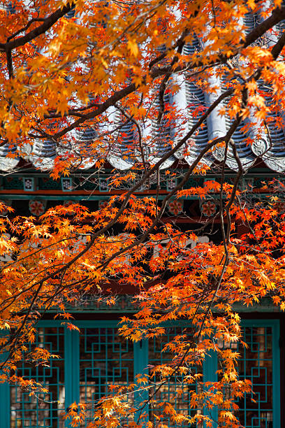 maple tree against the traditional Korean building