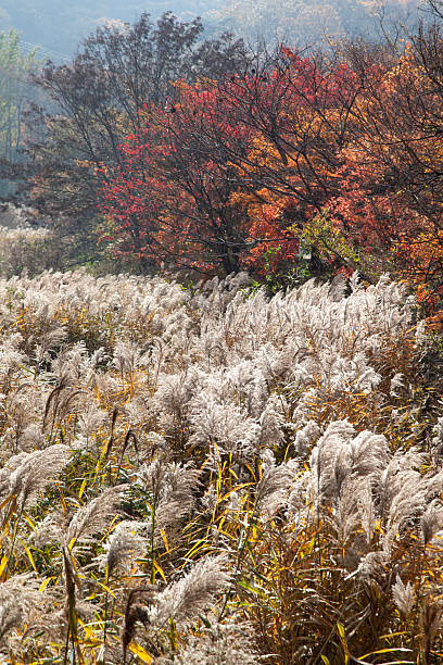 istock silver grasses in the valley 2207645327