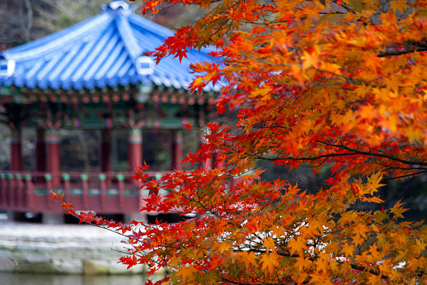 istock maple tree and gazebo at the lake in autumn 2207645344