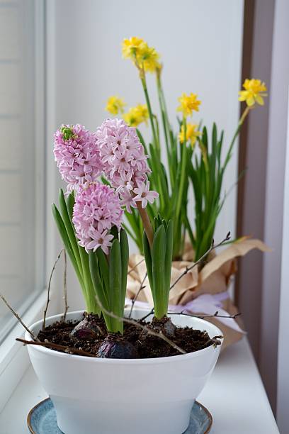 istock Spring yellow flowers daffodils and hyacinths in a pot on the windowsill 2207645852