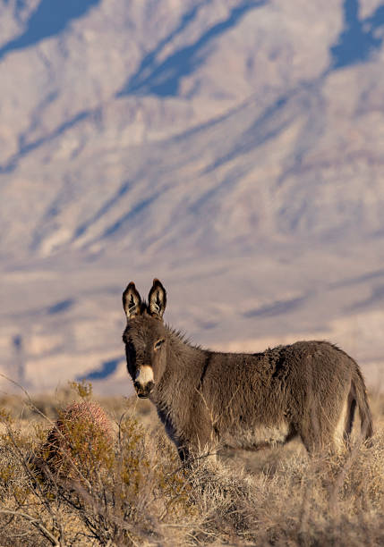 istock Wild Burro in Winter in the Nevada Desert 2207647307