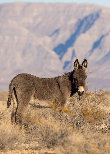 istock Wild Burro in Winter in the Nevada Desert 2207647309