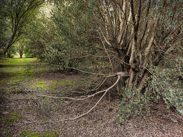 Fallen branch of olive tree lying on the ground in a lush plantation