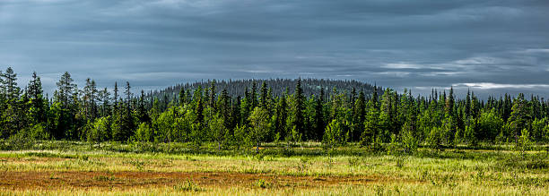 istock Swedish Lapland in summer 2207650271
