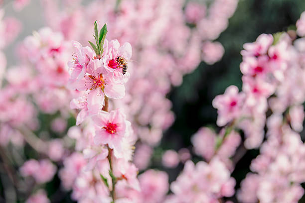 Cherry tree flowers bee and bumbnlebee flying towards flowers