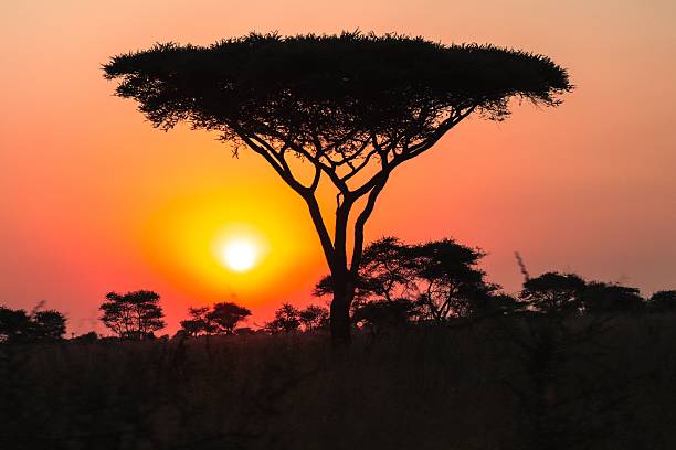 istock African savanna sunset with acacia silhouette. 2207653928