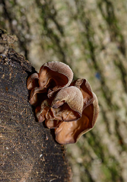 Horizontal high angle extreme closeup photo of blue Turkey Tail Fungus growing on an old log on the ground in the Byron Bay hinterland, north coast NSW in Autumn.